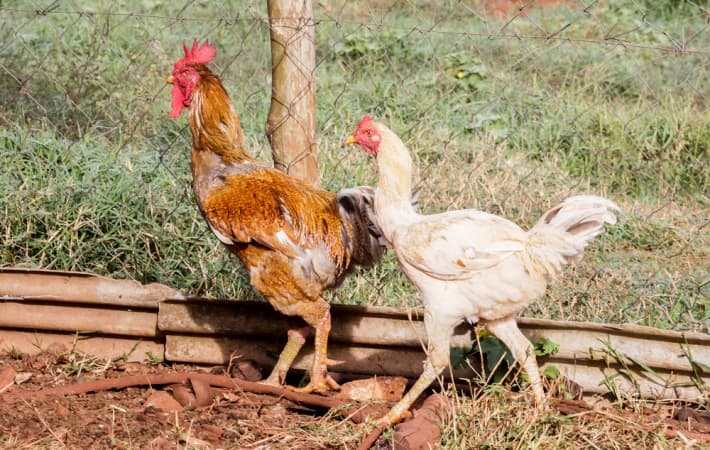 Gripe aviária: 9 destinos com suspensão total representam 33,5% da exportação de frango do Brasil