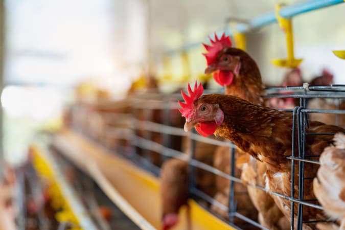 Investigações de suspeita de gripe aviária sobem de 17 para 18