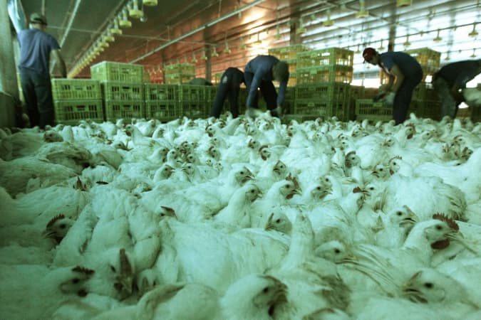 BRF abate 74 mil galinhas em Goiás para conter gripe aviária